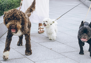 flouffy lxsvssteiuq unsplash